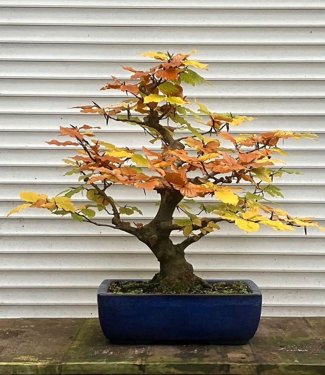 Beuk als bonsai in een blauwe rechthoekige schaal, het blad gekleurd in oranje, geel en groen.